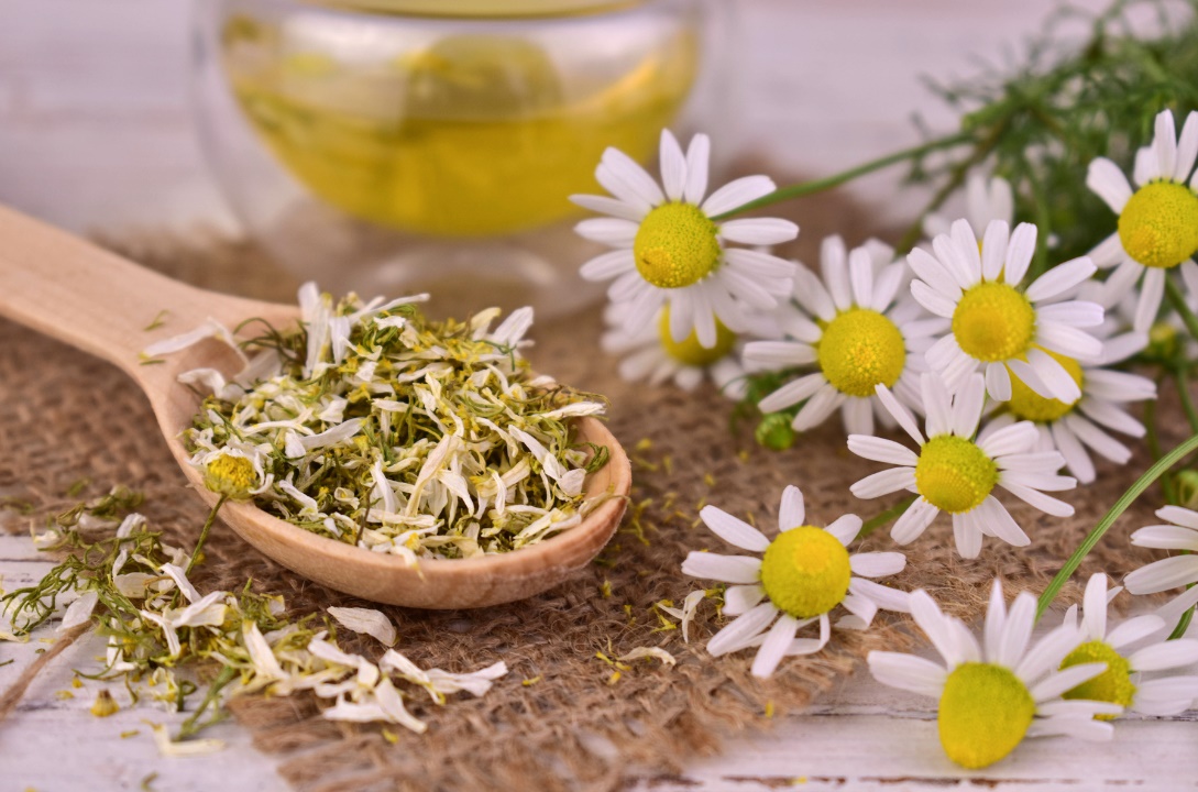 Chá de Camomila Caspa